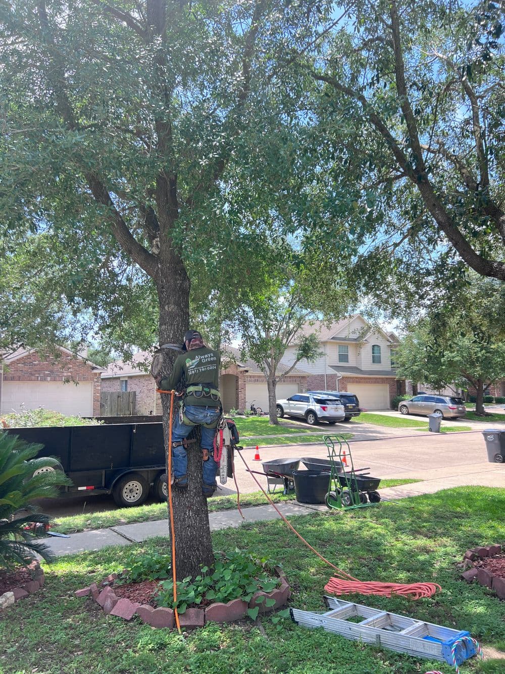 Arborist pruning a tree using climbing gear in a residential yard. Equipment nearby.