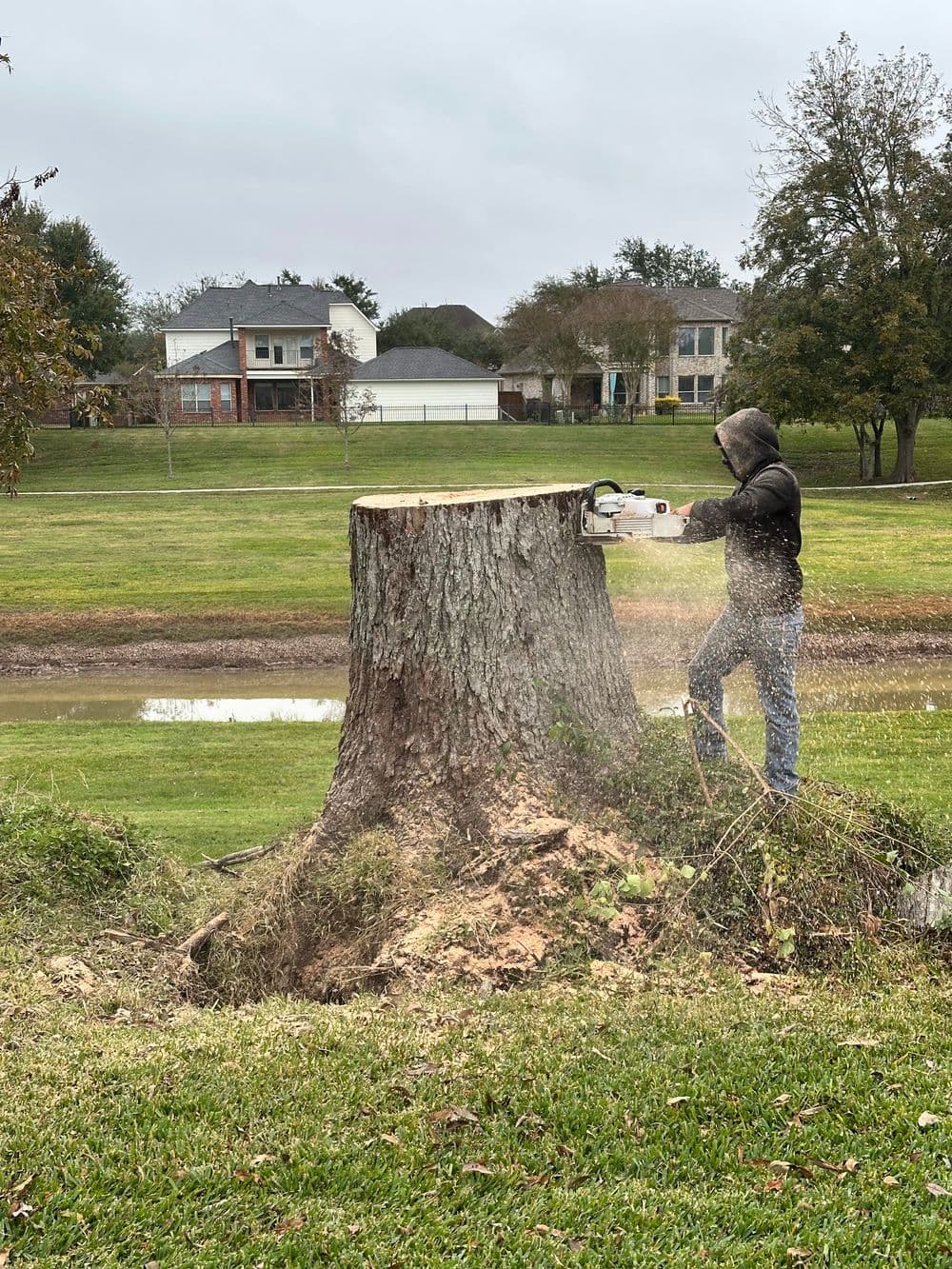 Man using a chainsaw to cut down a tree stump in a grassy area with houses in the background.