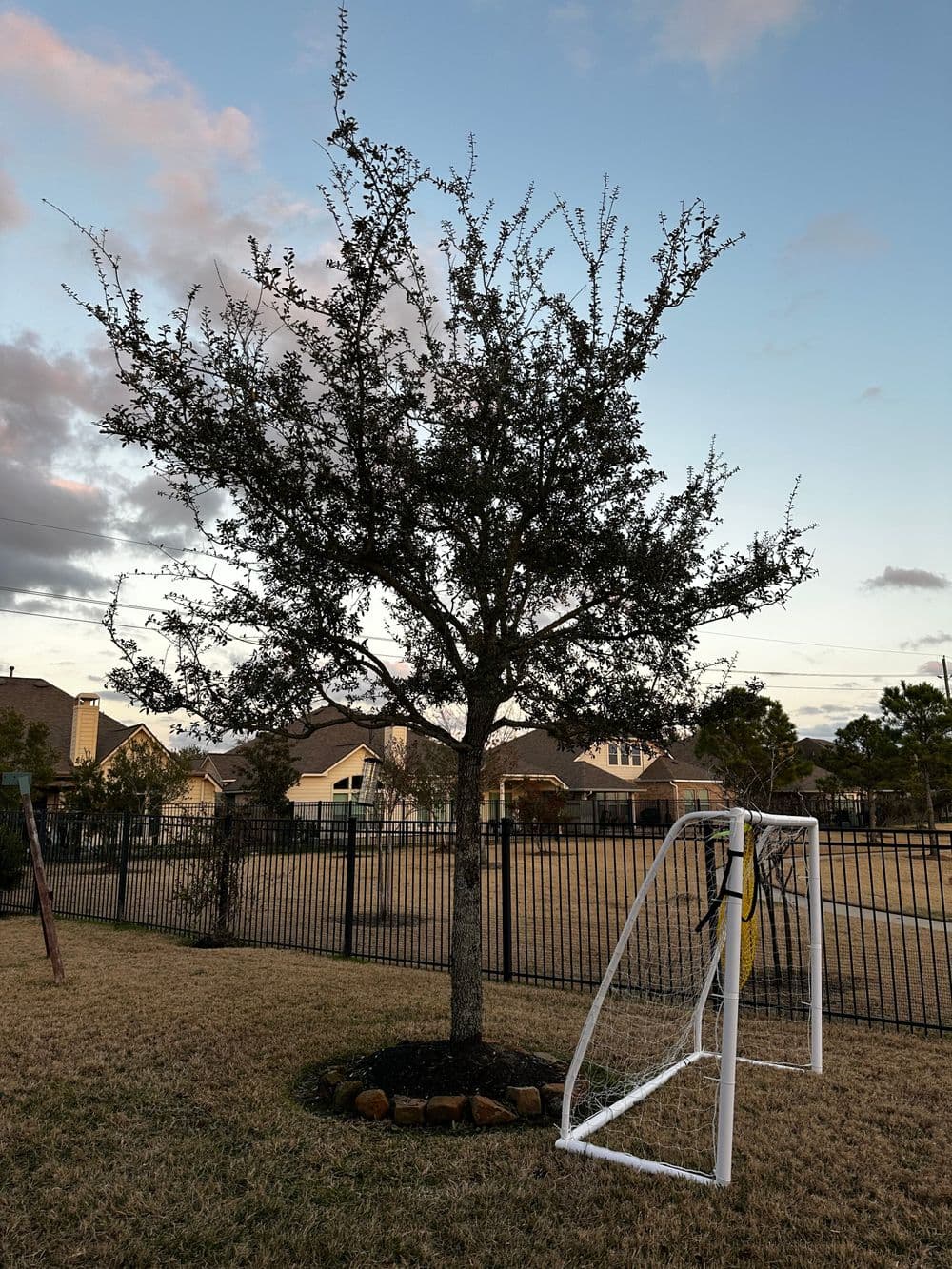 Lone tree beside a soccer goal in a grassy yard with a fence and houses in the background.