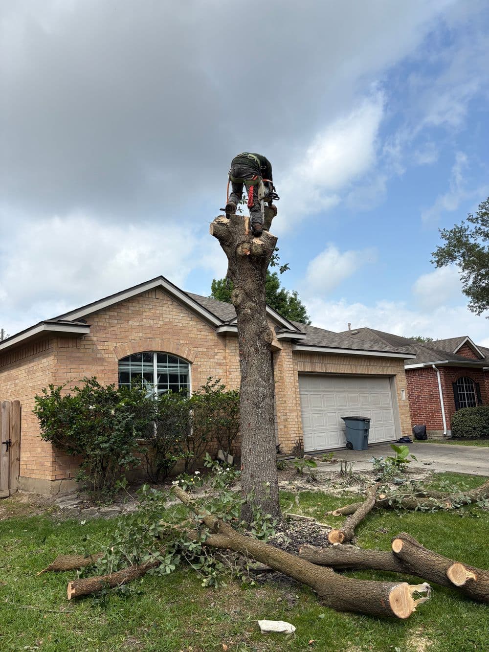 Tree trimming service in action on residential property with fallen branches nearby.