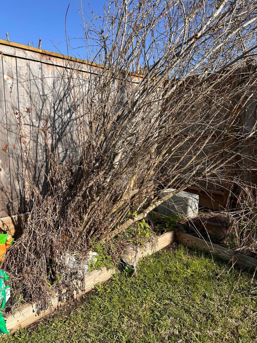Overgrown shrub in backyard with wooden fence and clear blue sky. Gardening area with debris.