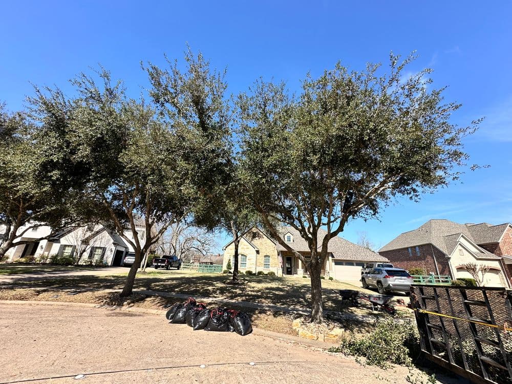 Lawn with large trees and bags of leaves in front of suburban homes under a blue sky.