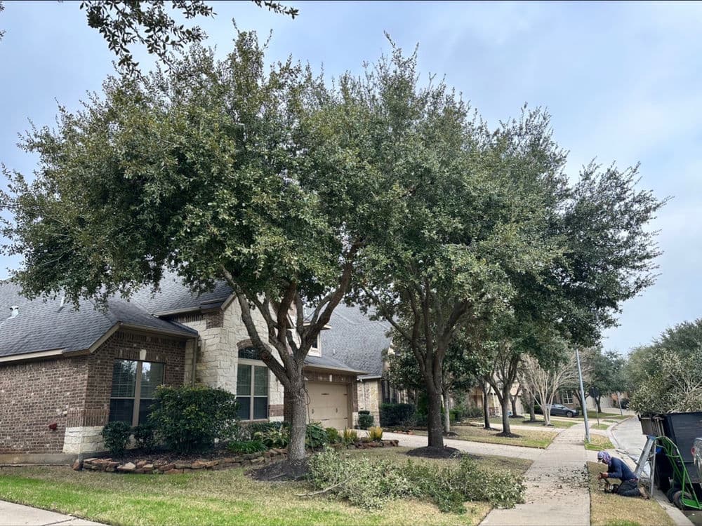 Two large oak trees near a suburban home with freshly cut branches on the lawn.