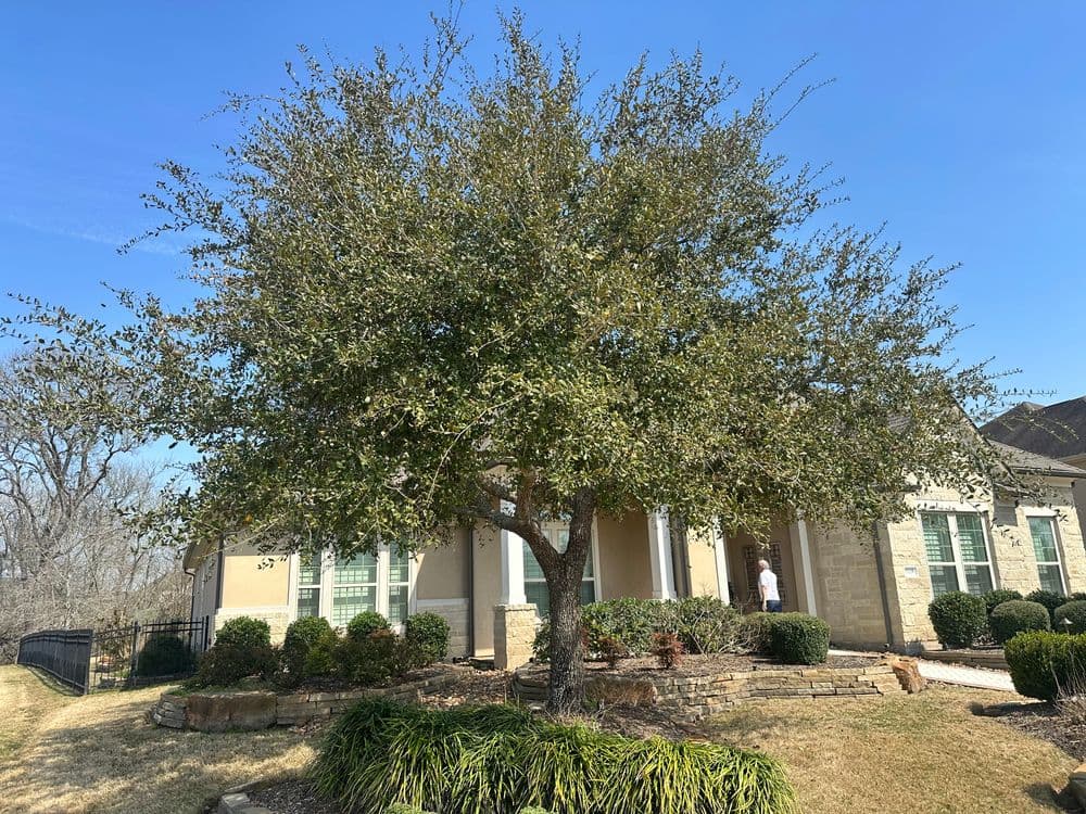 Home exterior with large tree, well-maintained landscaping, and clear blue sky.