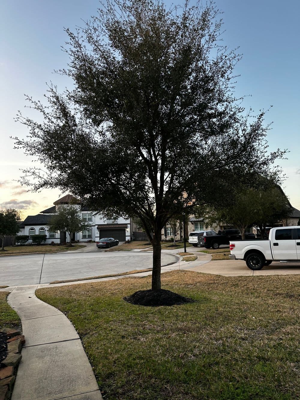 Tree in front yard with houses in background and blue sky overhead. Residential neighborhood scene.