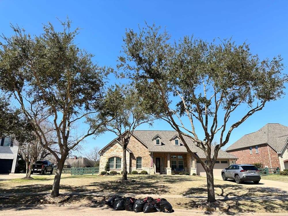 Two large trees frame a brick house with a front yard, and bags of yard waste line the driveway.
