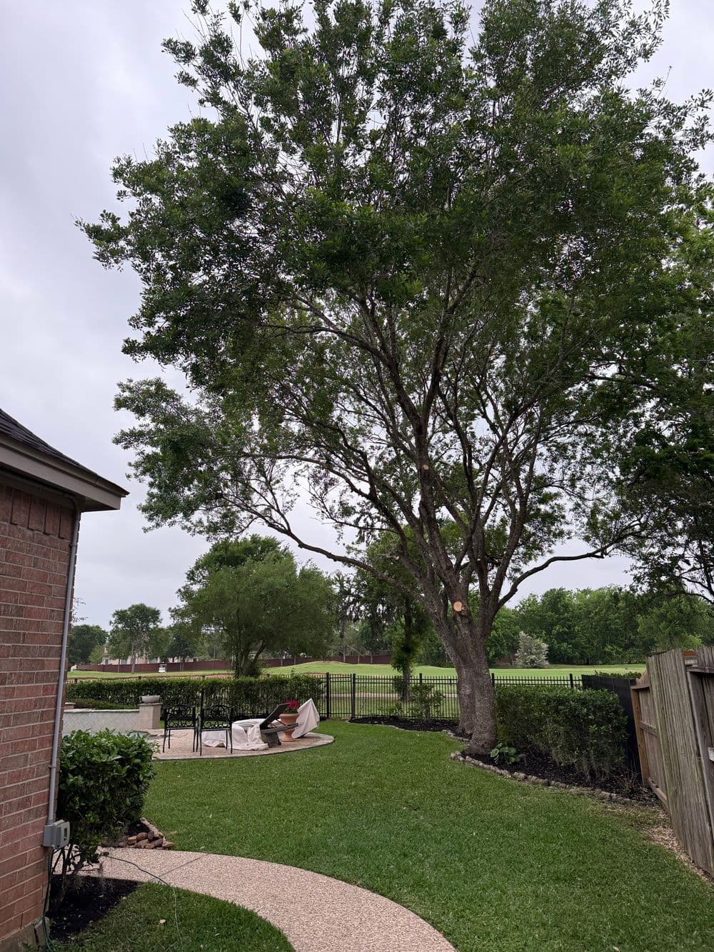 Lush backyard with a large tree, pathway, and poolside seating area under a cloudy sky.