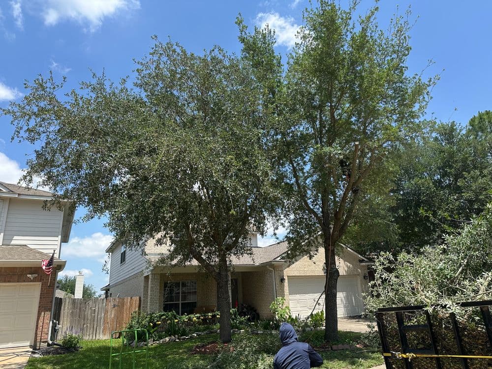 Two large trees in front of a suburban home under a clear blue sky, with landscaping in view.