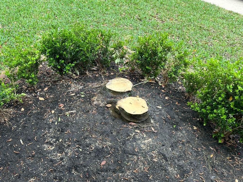 Tree stumps surrounded by green shrubs in a landscaped garden area.