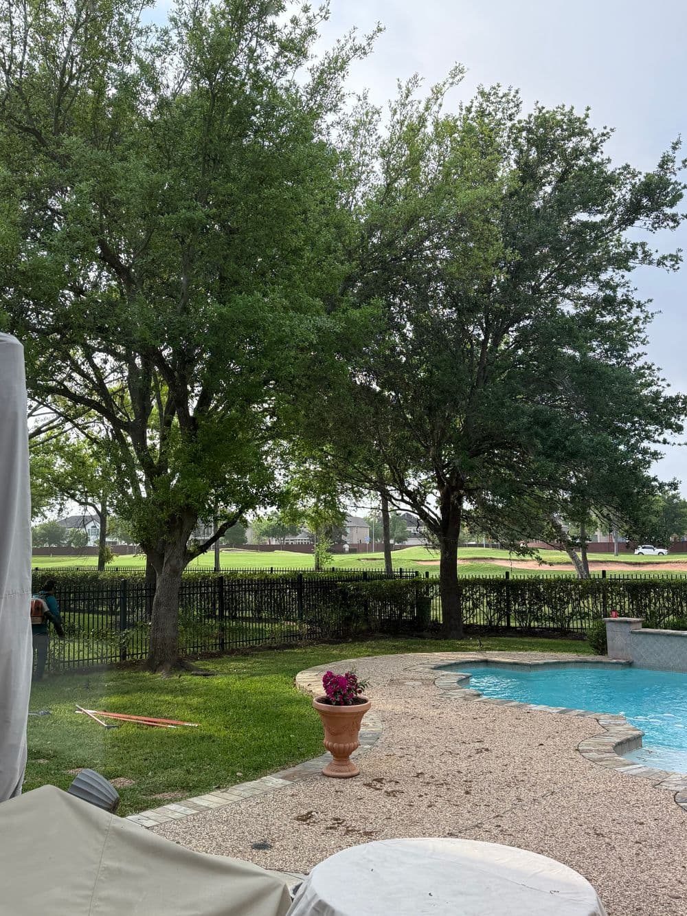 Lush green trees by a poolside with a flower pot in a backyard setting.