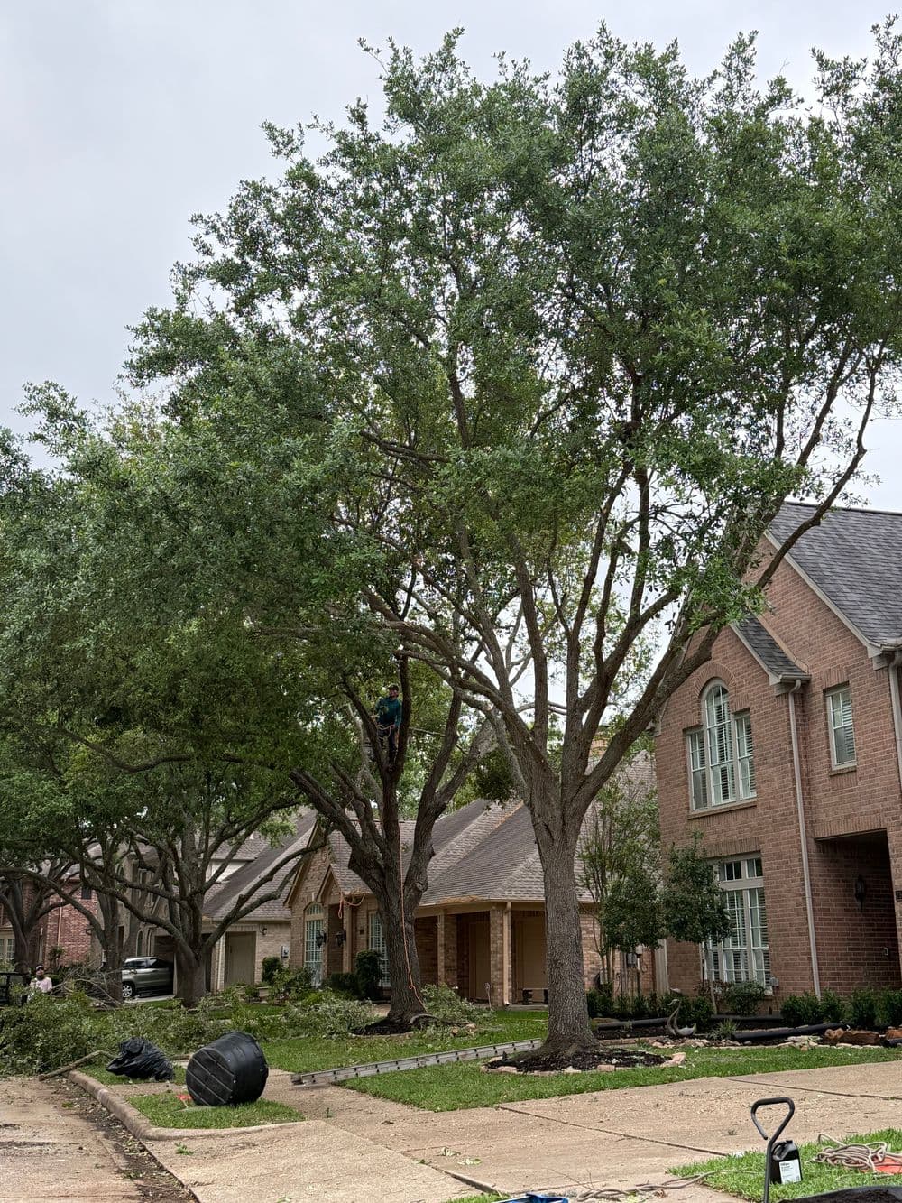 Tree trimming service in residential neighborhood with workers and debris on the ground.