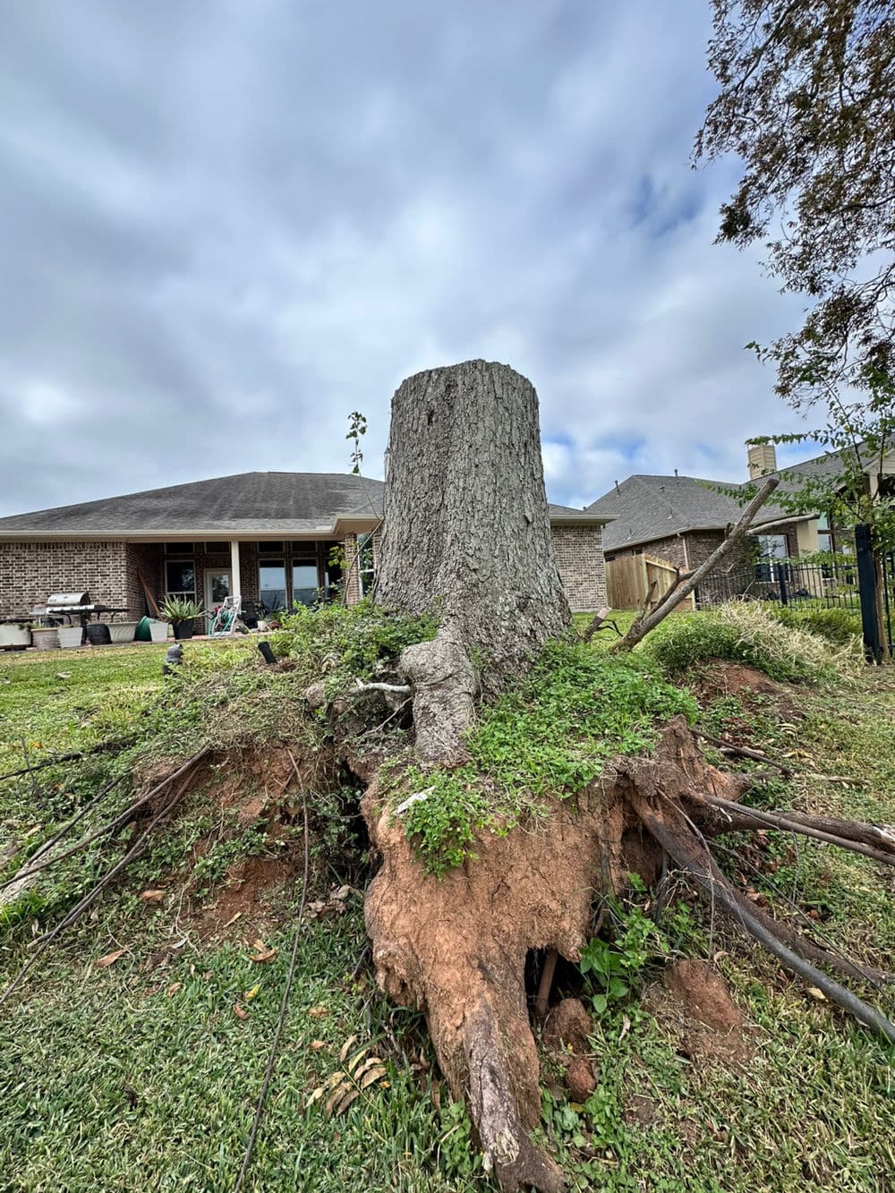 Tree stump with roots in a residential yard, cloudy sky and house visible in the background.