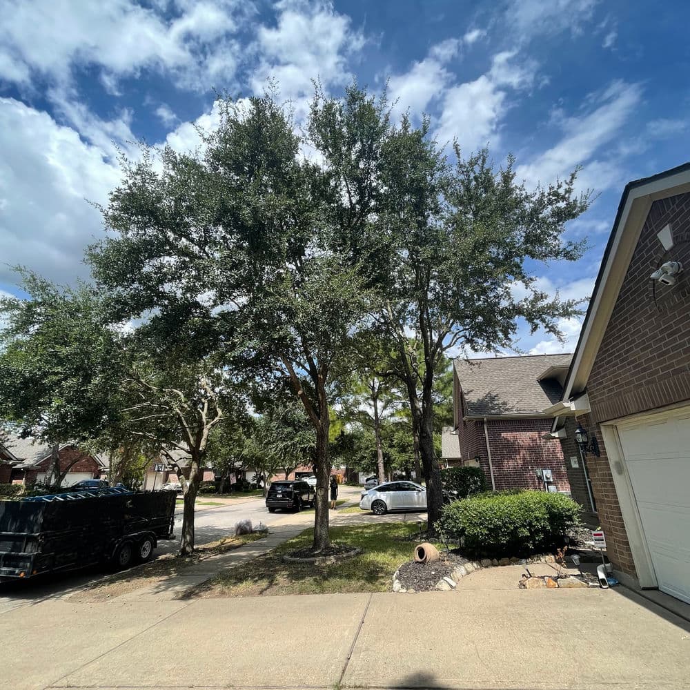 Lush trees in residential neighborhood with vehicles parked by houses under a cloudy sky.