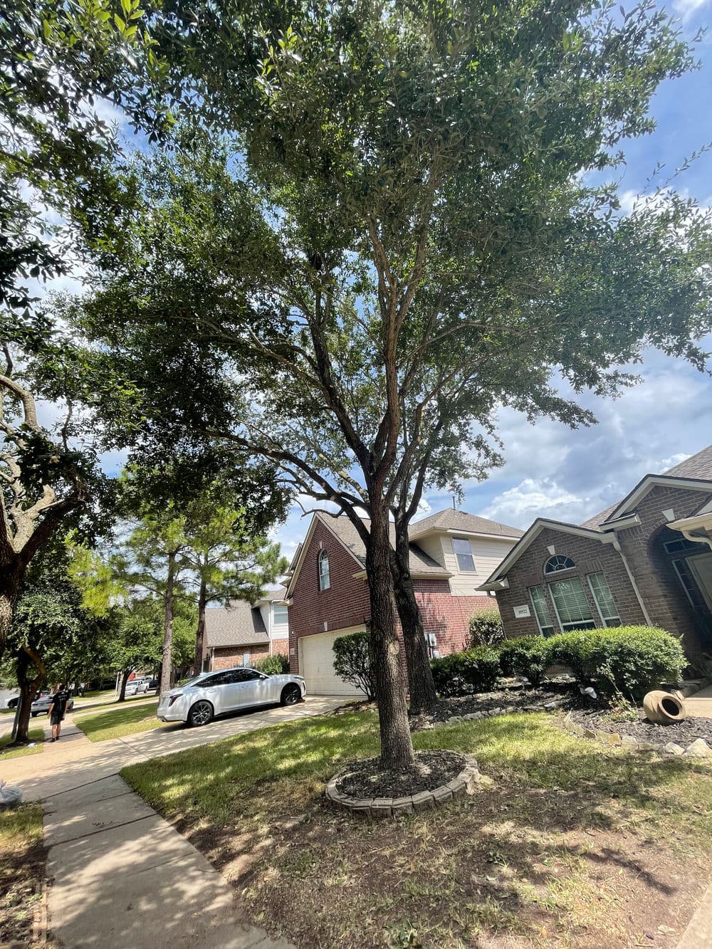 Large oak tree in residential area, with houses and a white car nearby under a blue sky.