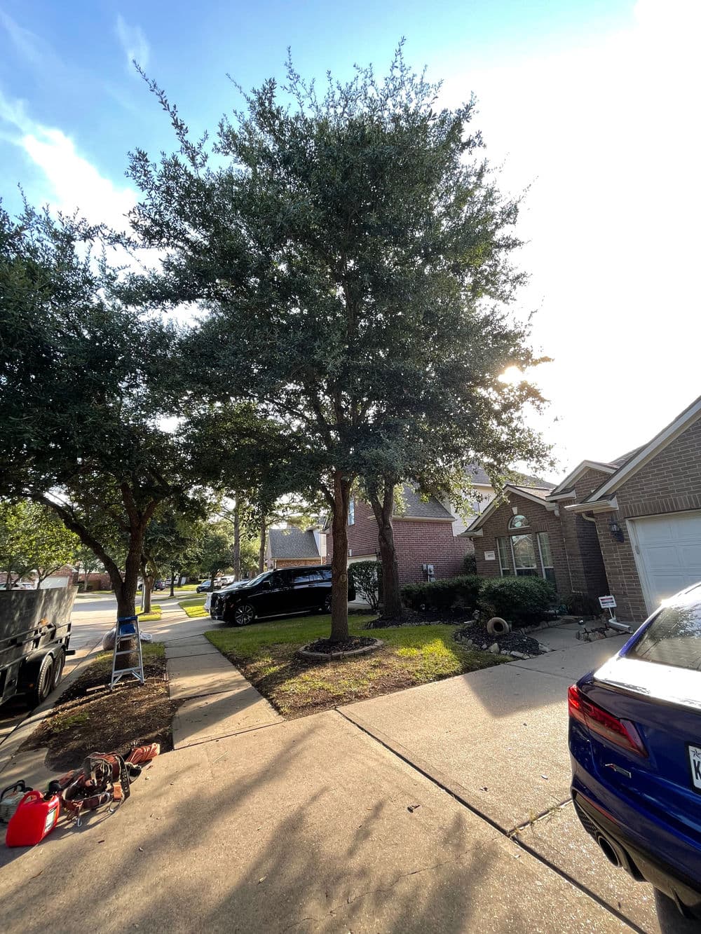 Large oak tree in a residential driveway with a car parked nearby on a sunny day.