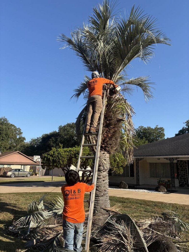 image of trimming a palm tree of a katy tx home