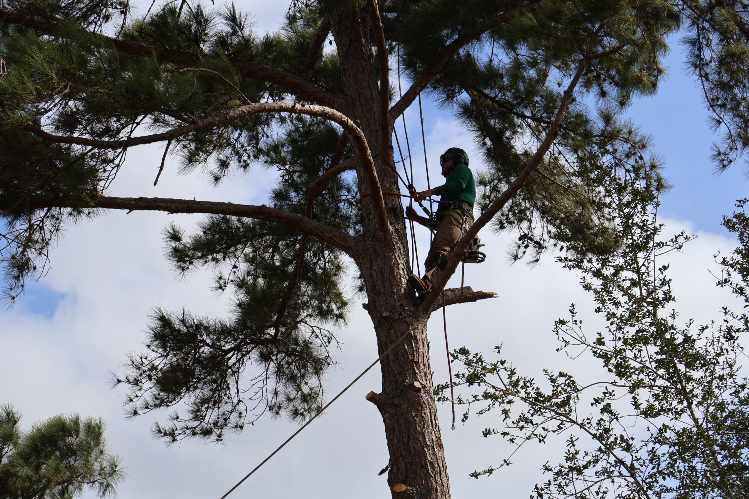 I&B Professional Tree Service certified climber pruning a mature tree in Sugar Land, TX