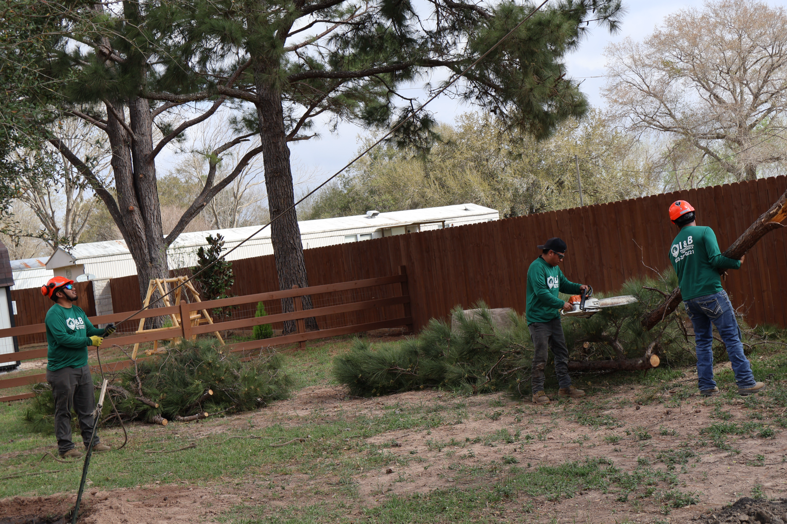 I&B Professional Tree Service crew performing tree trimming near a residential fence in Katy, TX